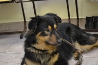 /album/a11-februara-2015-oslava-peta-figuranta-/samir-bez-pp-11022015-01-jpg/